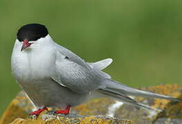 Arctic Tern