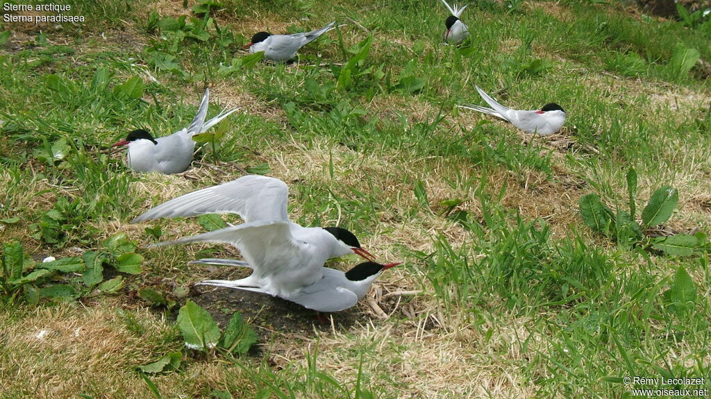 Arctic Ternadult, Reproduction-nesting