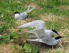 Arctic Tern