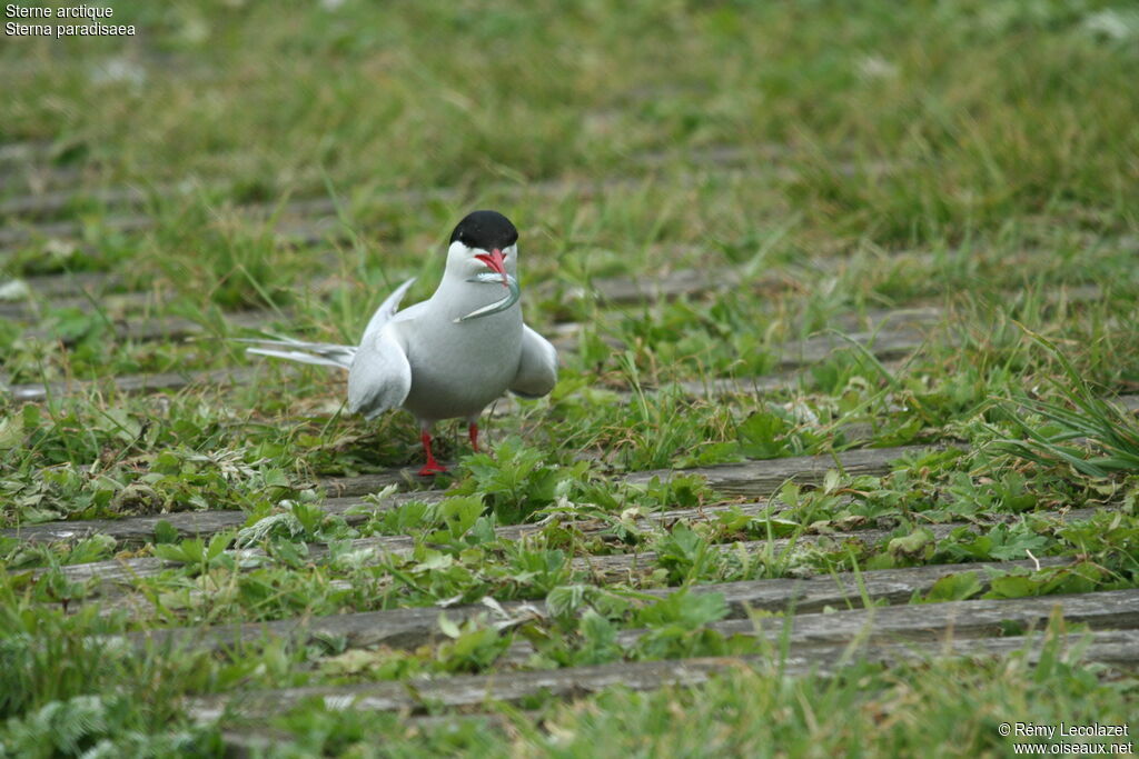 Arctic Ternadult, Behaviour