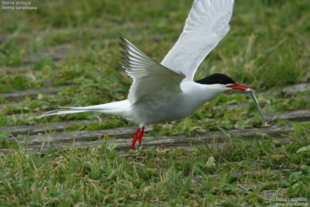 Arctic Ternadult, Flight