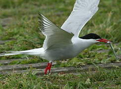 Arctic Tern