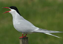 Arctic Tern