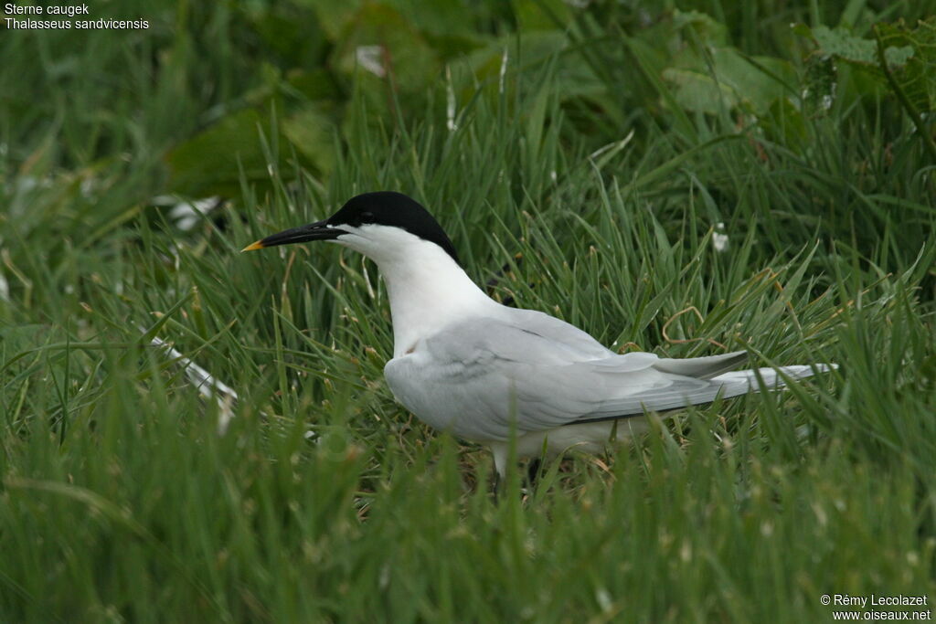 Sandwich Tern