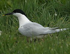 Sandwich Tern