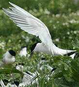 Sandwich Tern