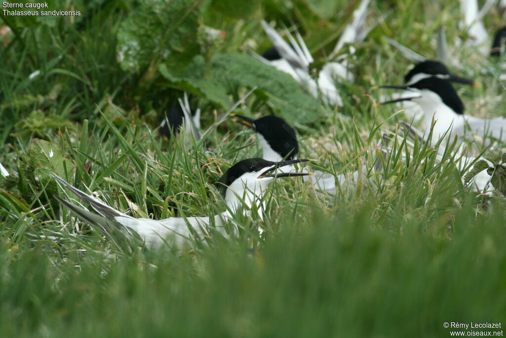 Sandwich Ternadult, Reproduction-nesting