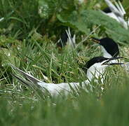 Sandwich Tern