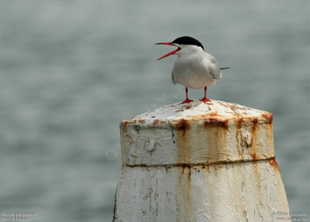 Common Tern female adult