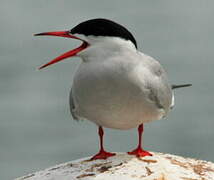 Common Tern