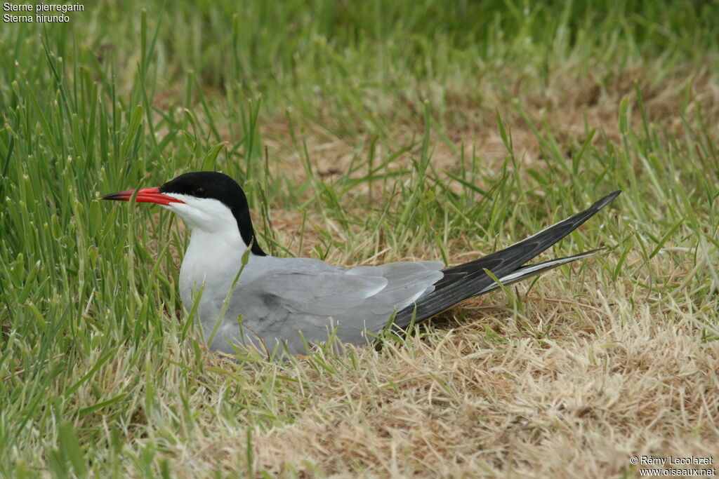 Common Ternadult, Reproduction-nesting