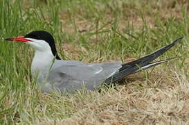 Common Tern