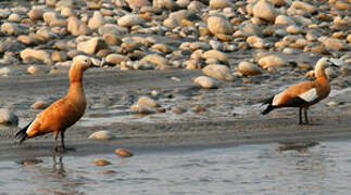 Ruddy Shelduck