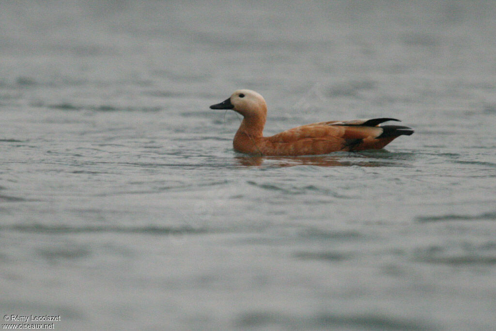 Ruddy Shelduck