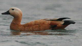 Ruddy Shelduck