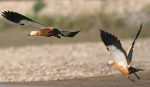 Ruddy Shelduck