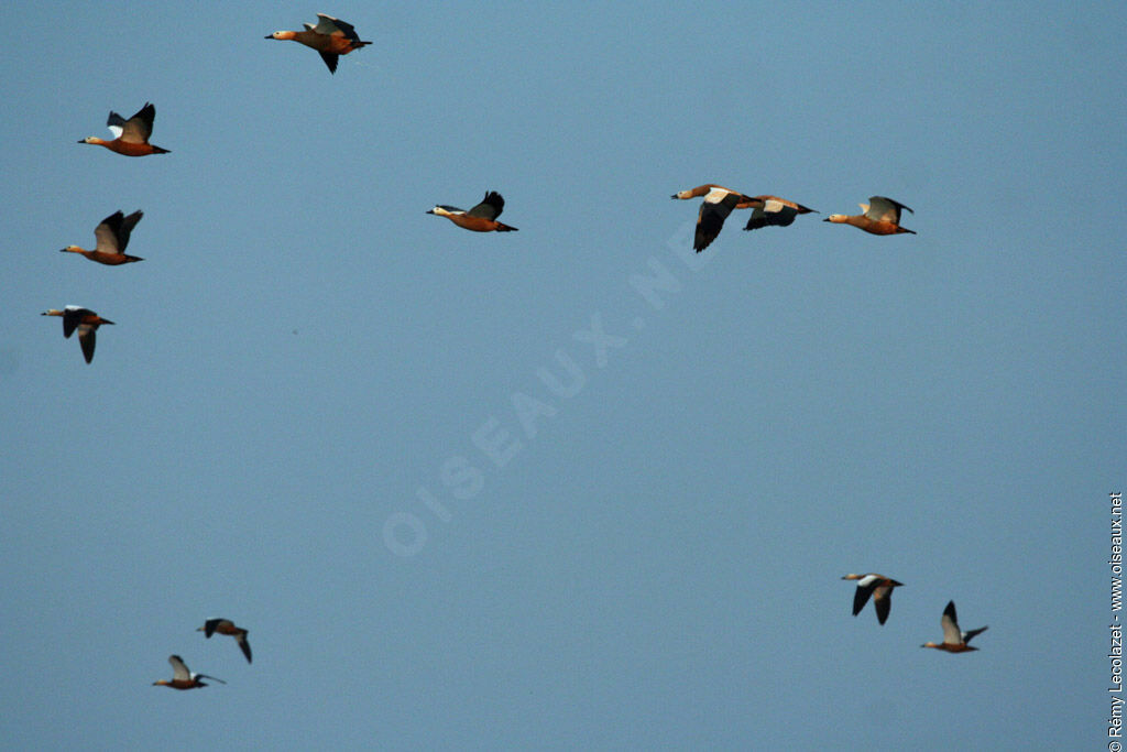 Ruddy Shelduck