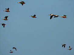 Ruddy Shelduck