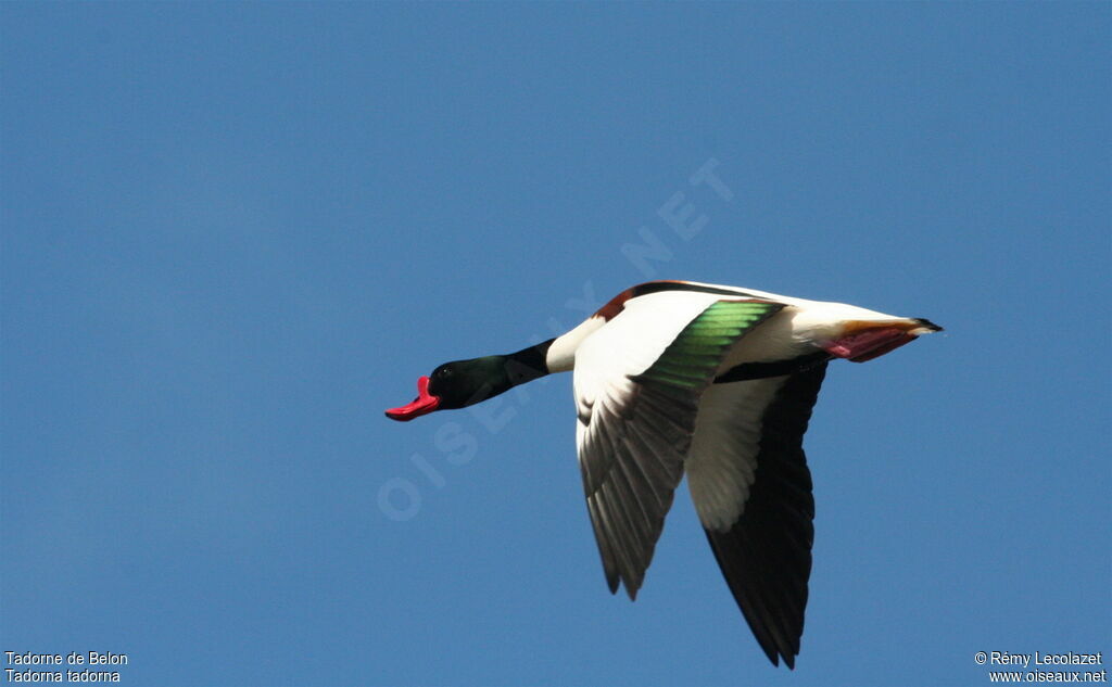 Common Shelduckadult