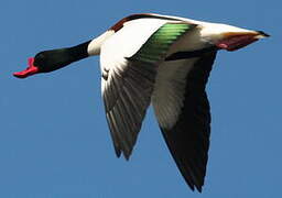 Common Shelduck