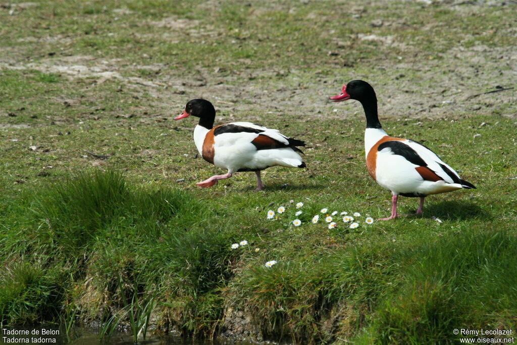 Common Shelduck adult