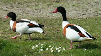 Common Shelduck