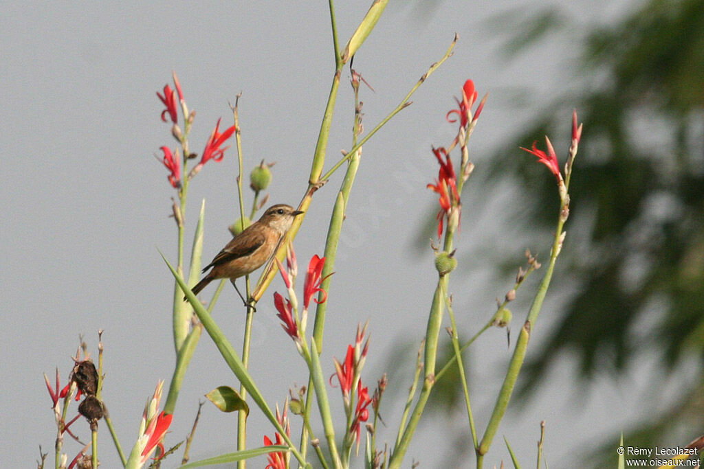 Siberian Stonechat