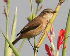 Siberian Stonechat