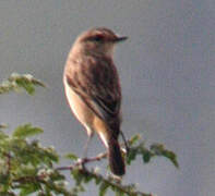 Siberian Stonechat