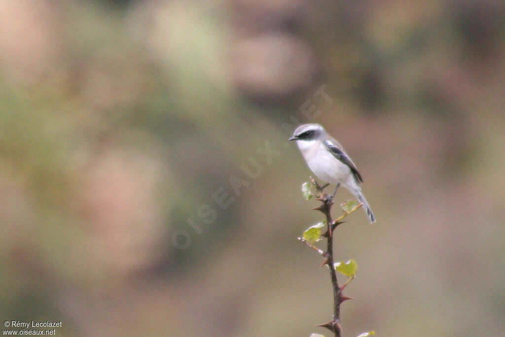 Grey Bush Chat