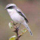 Tarier gris