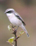 Grey Bush Chat