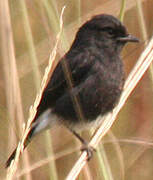 Pied Bush Chat