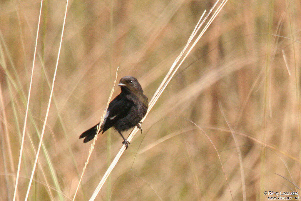 Pied Bush Chat