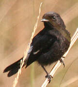 Pied Bush Chat