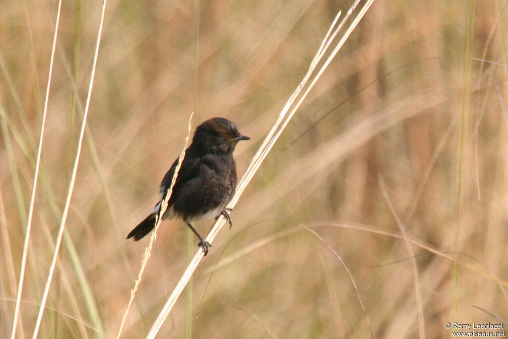 Pied Bush Chat