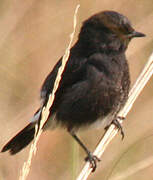 Pied Bush Chat