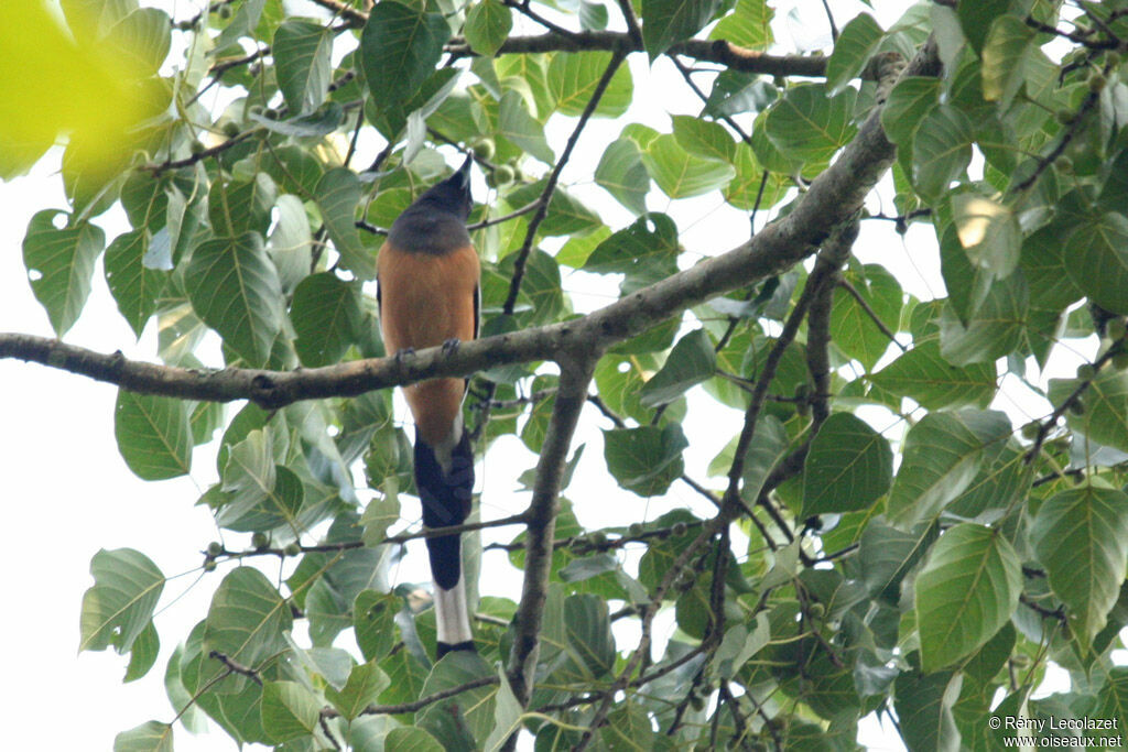 Rufous Treepie