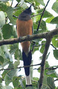 Rufous Treepie