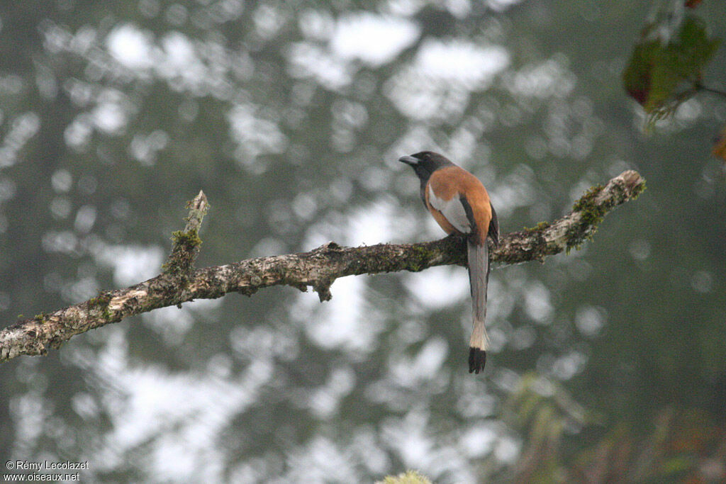 Rufous Treepie