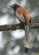 Rufous Treepie