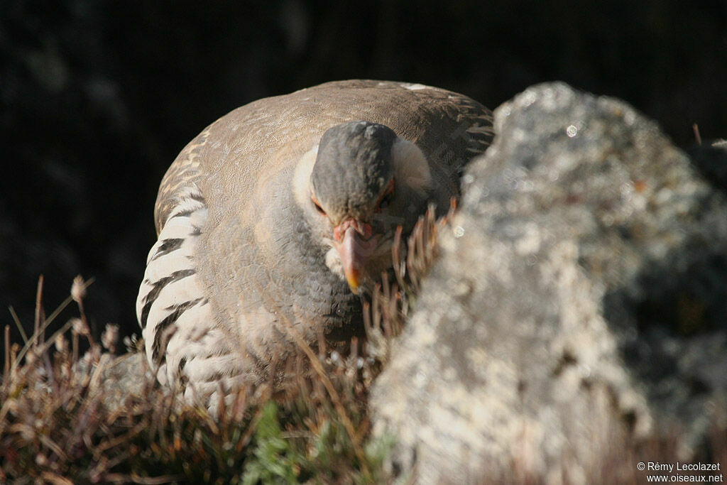 Tibetan Snowcock