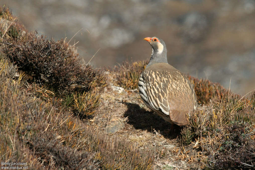 Tibetan Snowcockadult, habitat