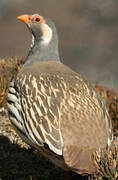 Tibetan Snowcock