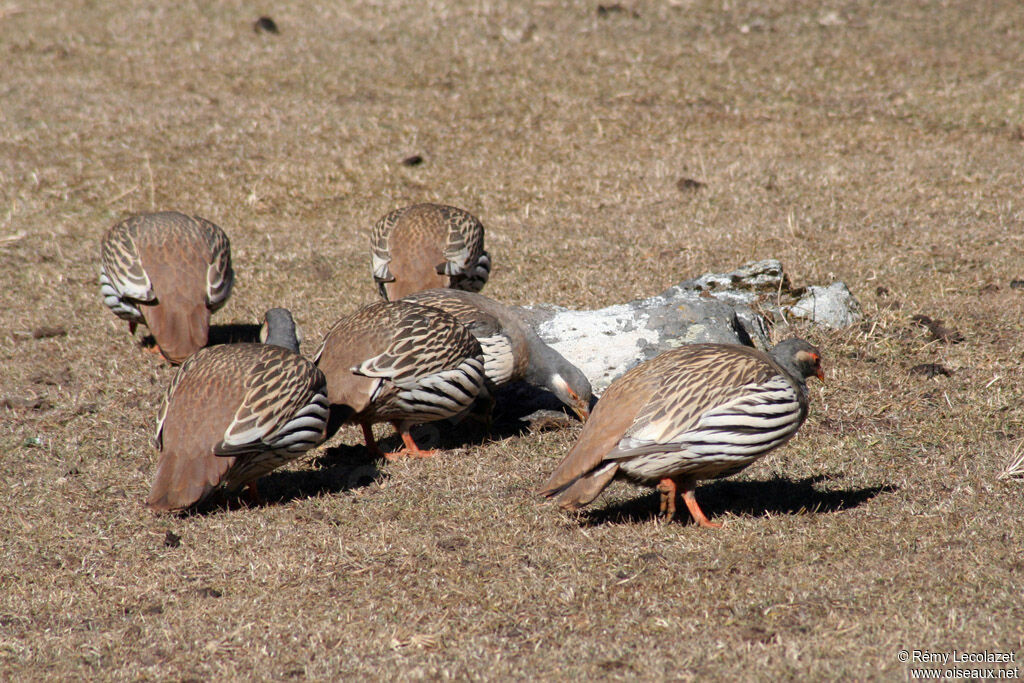 Tibetan Snowcock