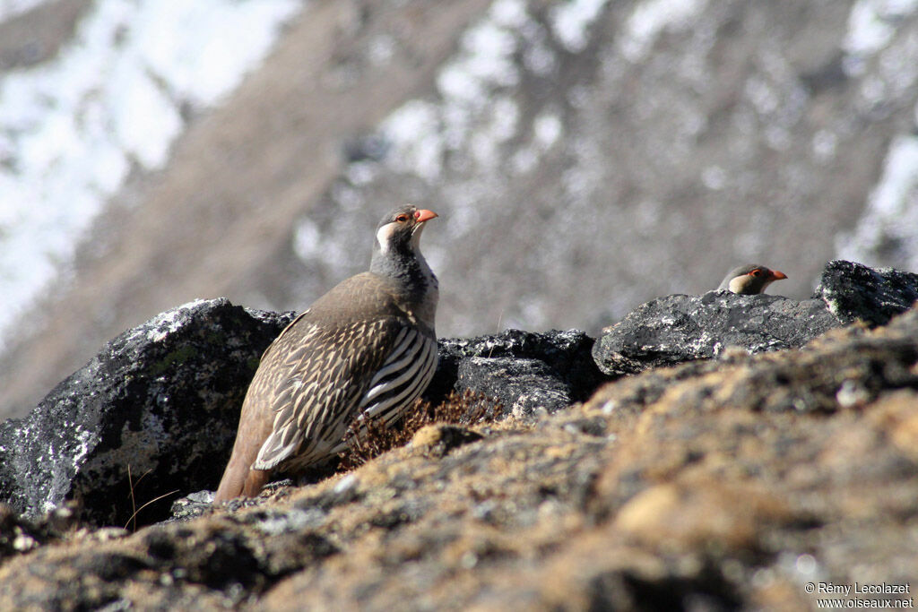 Tibetan Snowcock