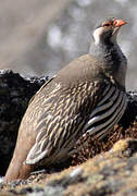 Tibetan Snowcock