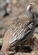 Tibetan Snowcock