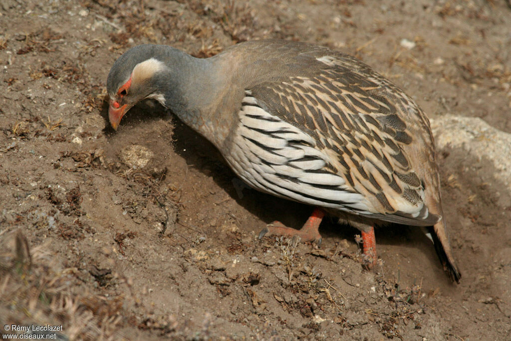 Tibetan Snowcock