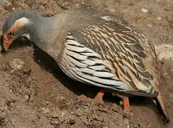 Tibetan Snowcock